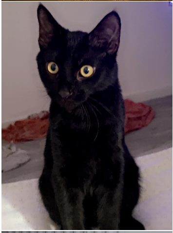 Jessica's black cat