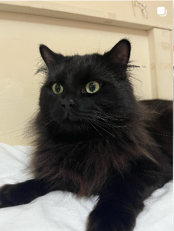 Jessica's long-haired black cat